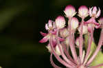 Swamp milkweed